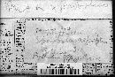 Puccinia recondita image
