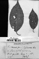 Tranzschelia pruni-spinosae image