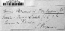 Puccinia rumicis-scutati image