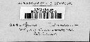 Puccinia menthae image