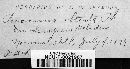 Puccinia obtecta image