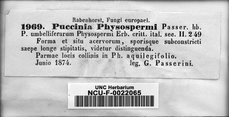 Puccinia physospermi image