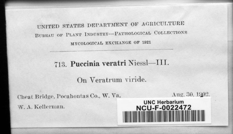 Puccinia veratri image