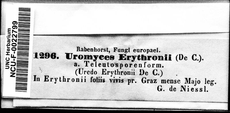 Uromyces erythronii image