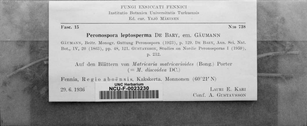Peronospora image