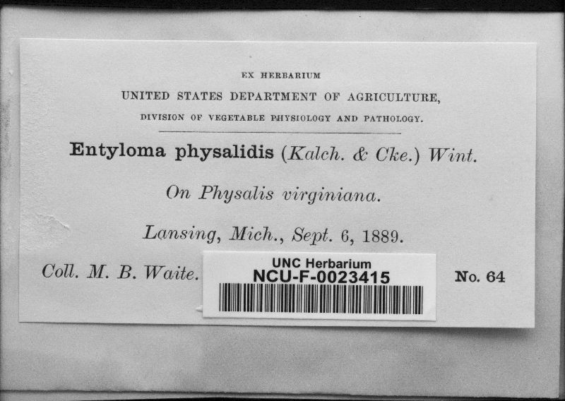 Entyloma physalidis image