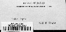 Uromyces polygoni-avicularis image