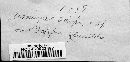 Uromyces lineolatus image