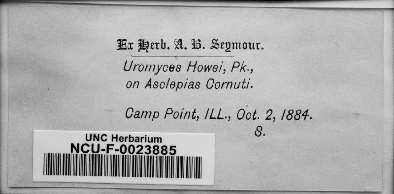 Uromyces howei image