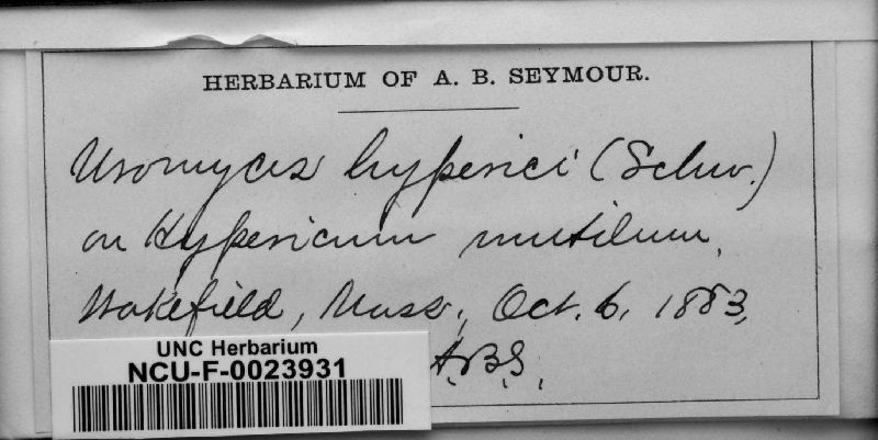 Uromyces hyperici image