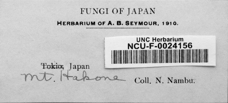 Coleosporium clematidis-apiifoliae image