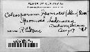 Coleosporium ipomoeae image