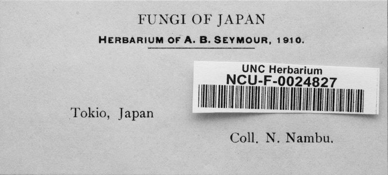 Clasterosporium mori image