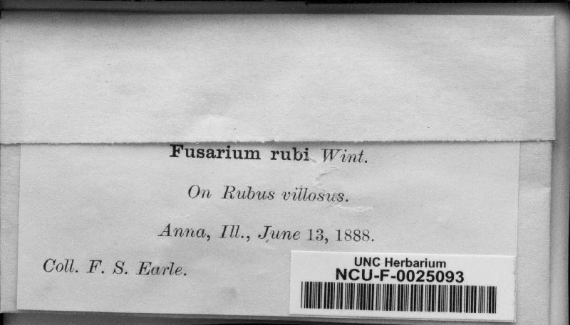 Fusarium rubi image