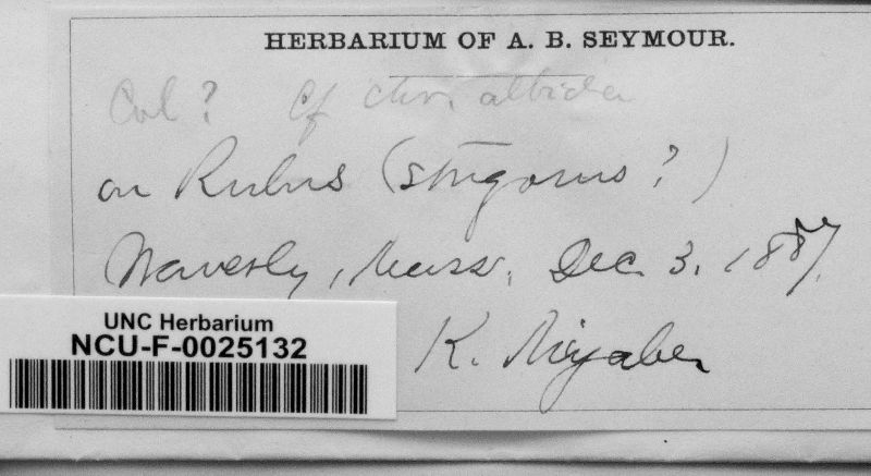 Kuehneola uredinis image