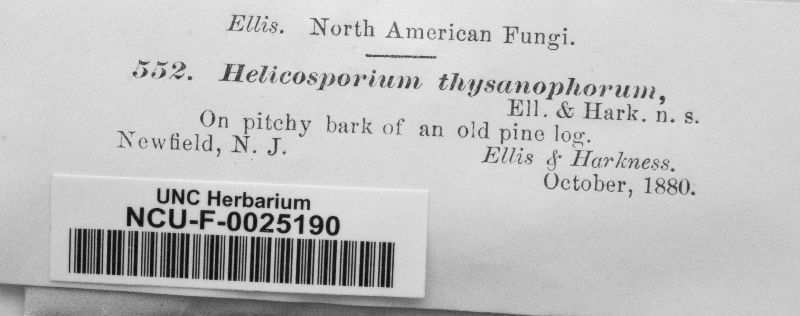 Helicosporium thysanophorum image