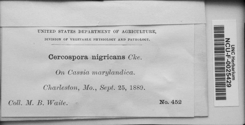 Pseudocercospora nigricans image