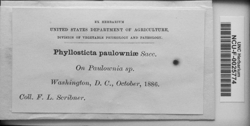 Phyllosticta paulowniae image