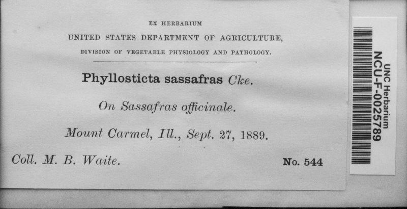 Phyllosticta sassafras image