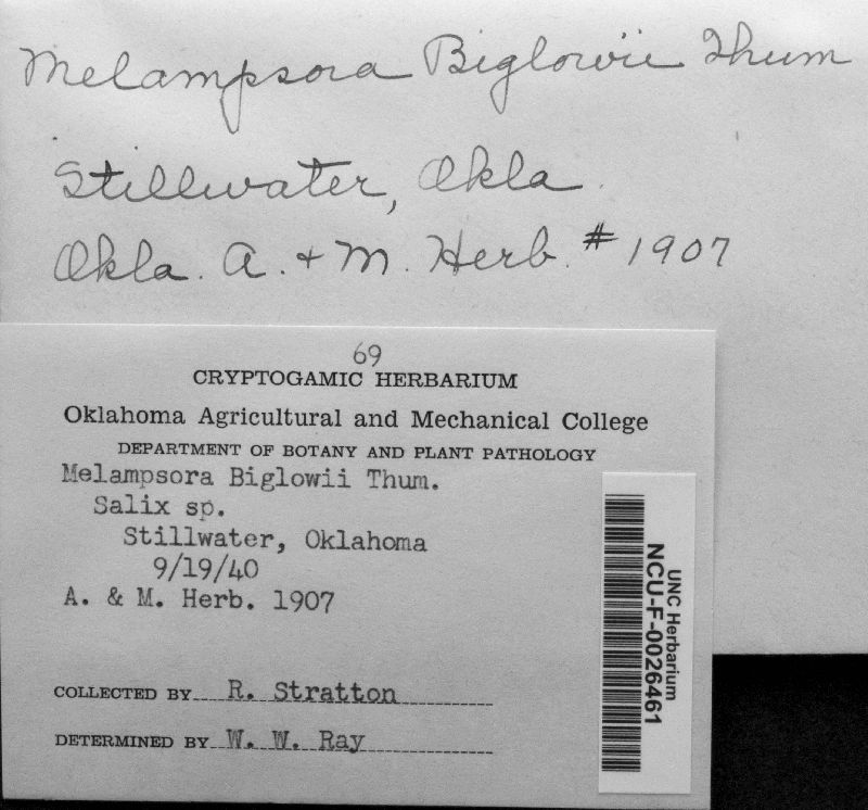 Melampsora bigelowii image