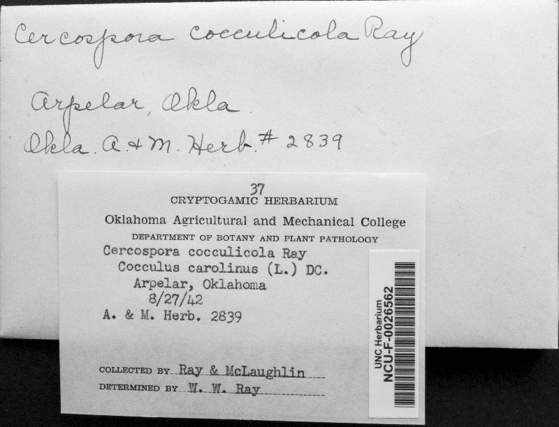 Cercospora cocculicola image