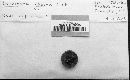 Cercospora rhoina image