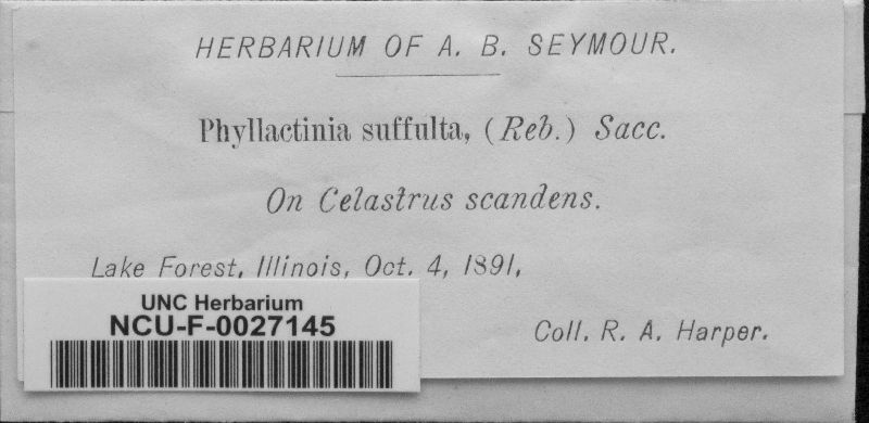 Phyllactinia guttata image