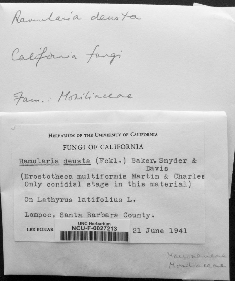 Ramularia deusta image