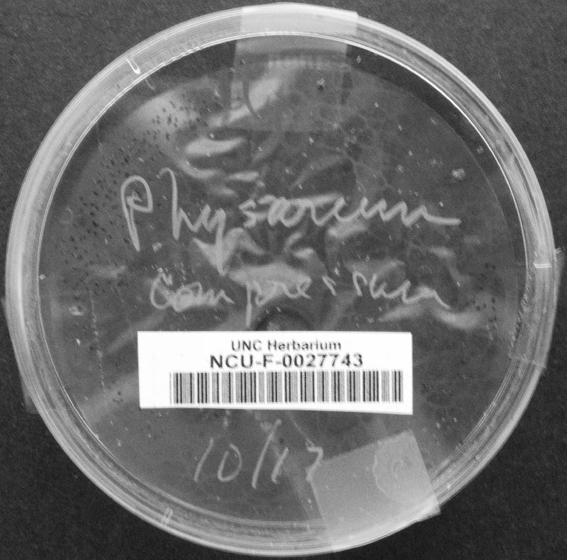 Physarum compressum image