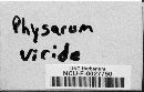 Physarum viride var. viride image