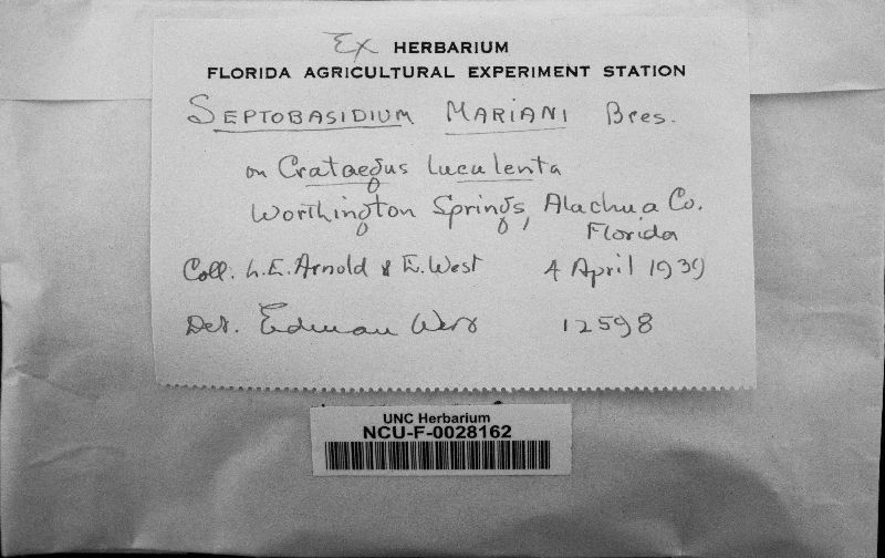 Septobasidium mariani image