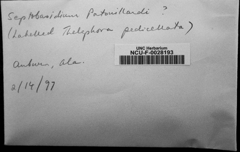 Septobasidium patouillardii image