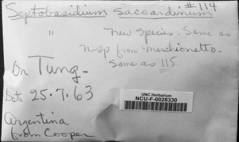 Septobasidium saccardoanum image