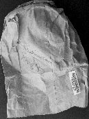 Septobasidium sinuosum image