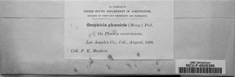 Graphiola image