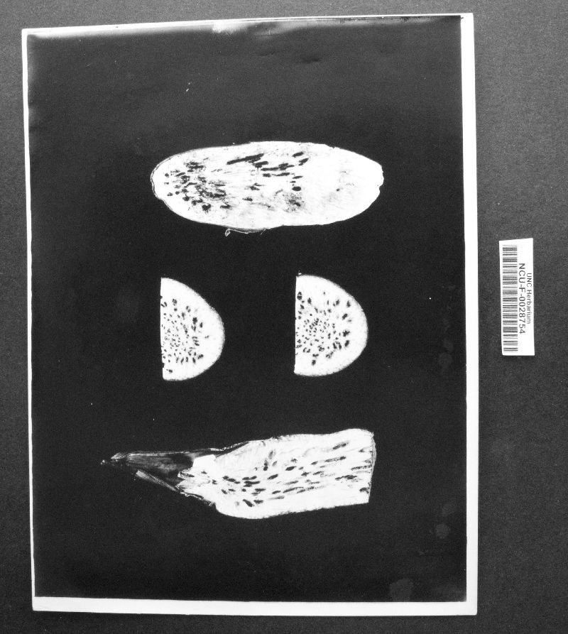 Ustilago esculenta image