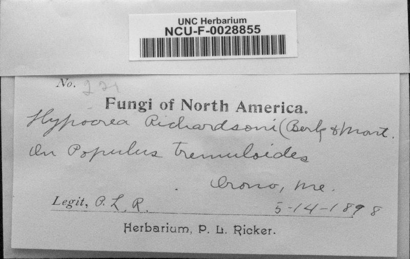 Hypocrea richardsoni image