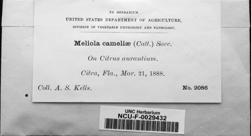 Meliola cameliae image