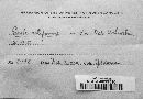 Septobasidium retiforme image