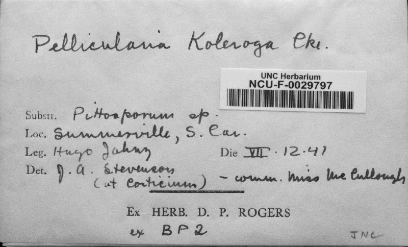 Corticium koleroga image