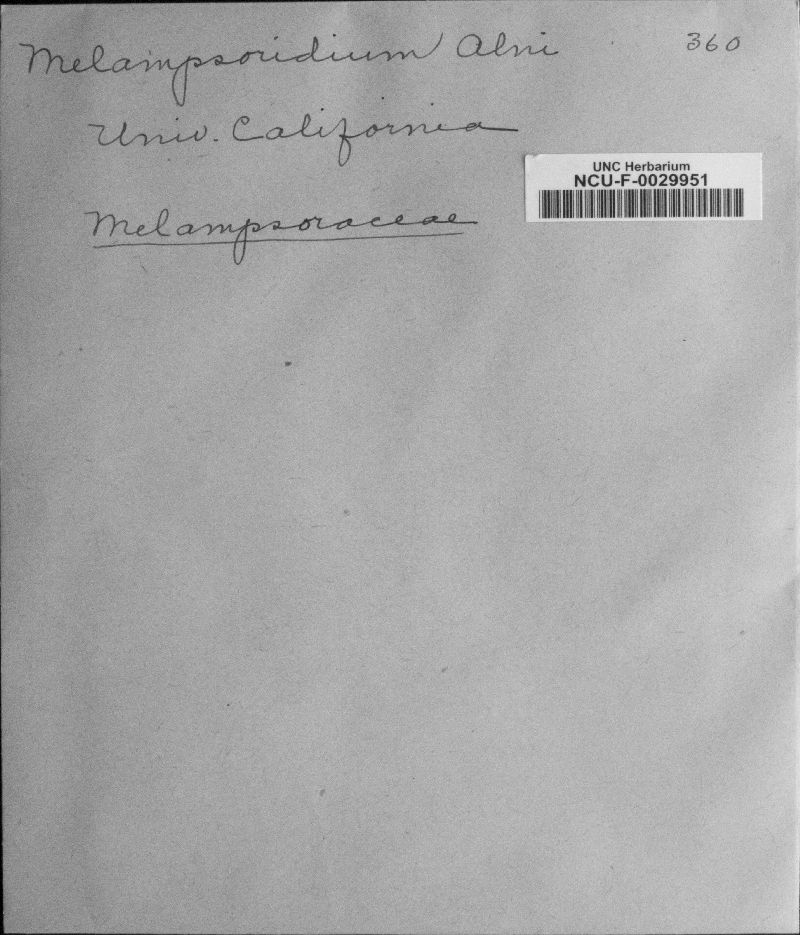 Melampsoridium alni image
