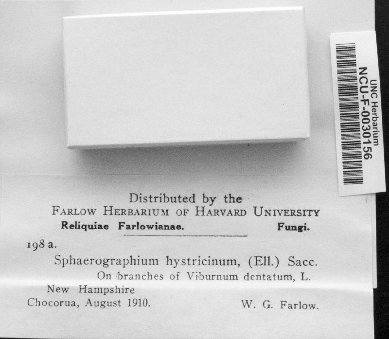 Sphaerographium hystricinum image