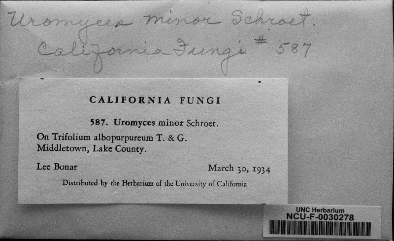 Uromyces minor image