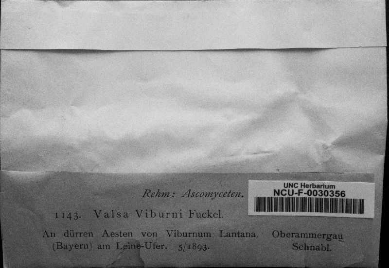 Valsa viburni image