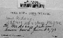 Pseudopeziza medicaginis image