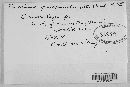 Puccinia pimpinellae image