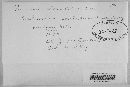 Puccinia sherardiana image
