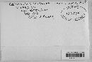 Coleosporium asterum image
