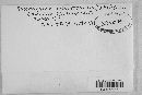 Pucciniastrum goeppertianum image