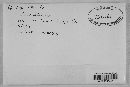 Macalpinomyces neglectus image